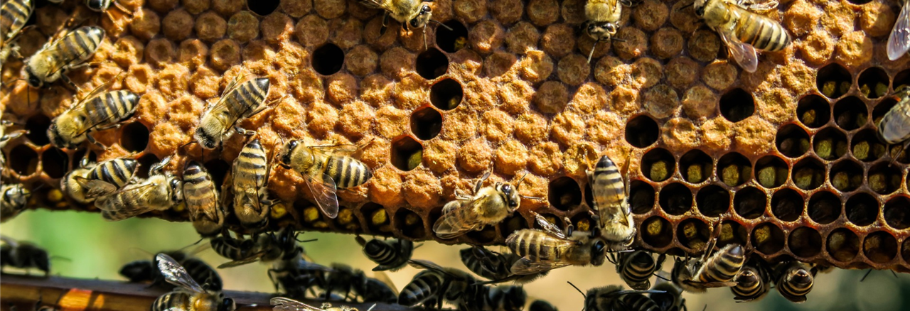 Collectif abeilles